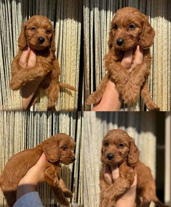Căței adorabili de Cavapoo Fox Red