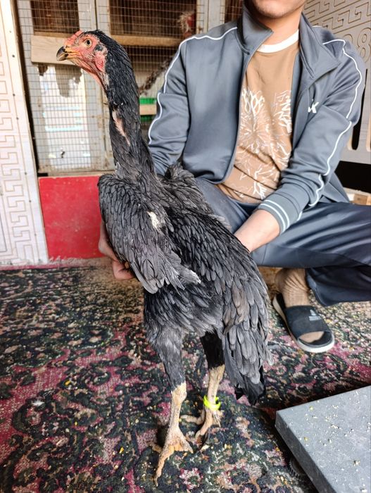 Privaznoy toza o shamo makyonla sotiladi