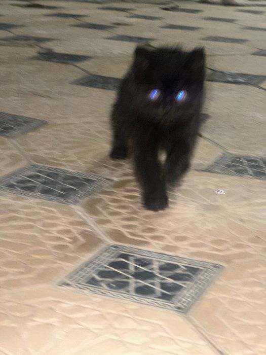 2 та домашние мушукчалар