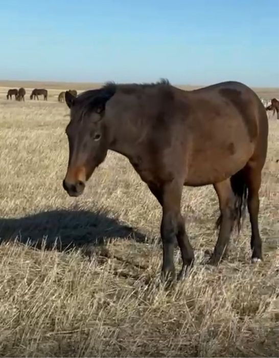 Соғымға байталдар сатылады