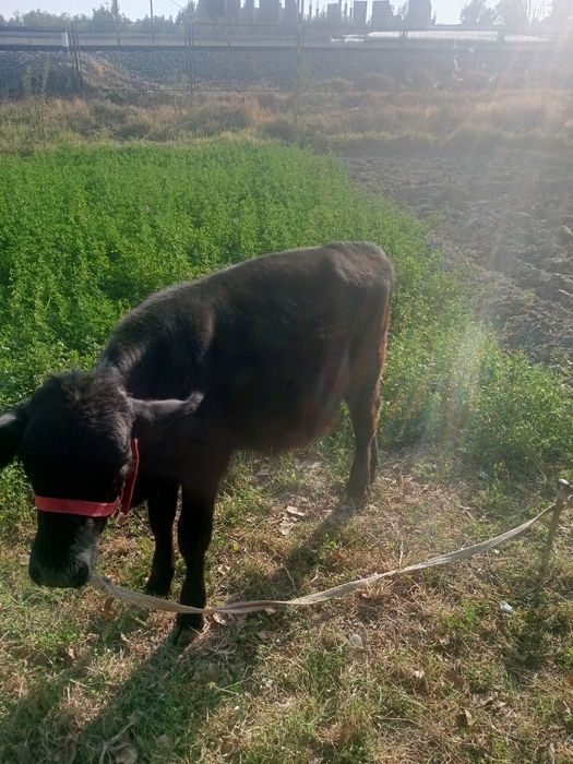 Яхши навосча сотилади арзон