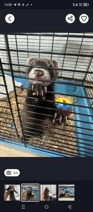 Хорёк ему 2 месяцев, с клеткой комплект