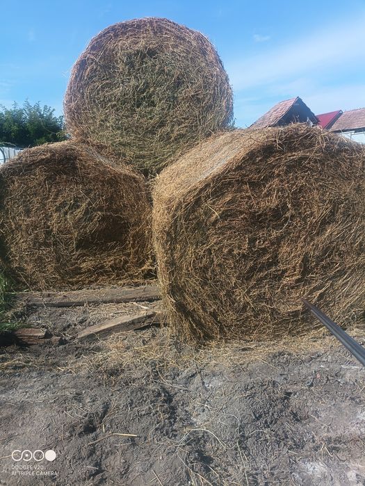 Baloți lucernă de vânzare