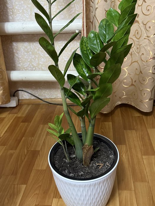 Продам доллоровое дерево