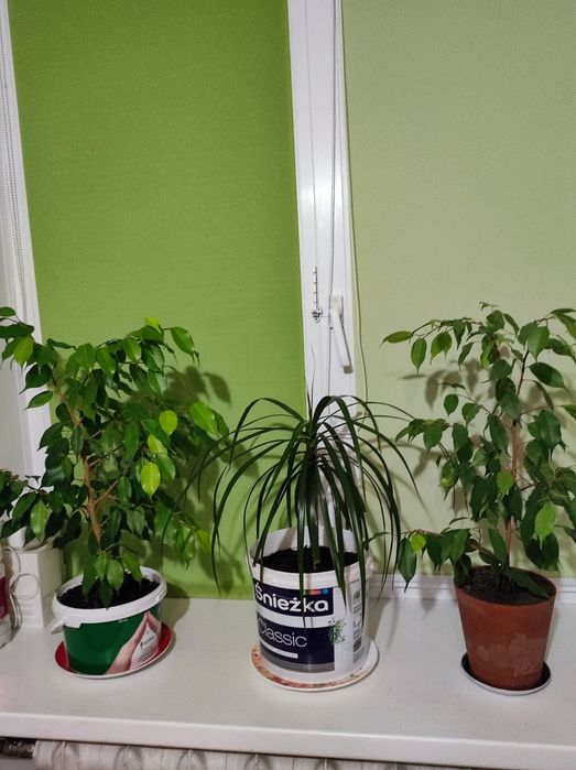 Продам комнатные растения