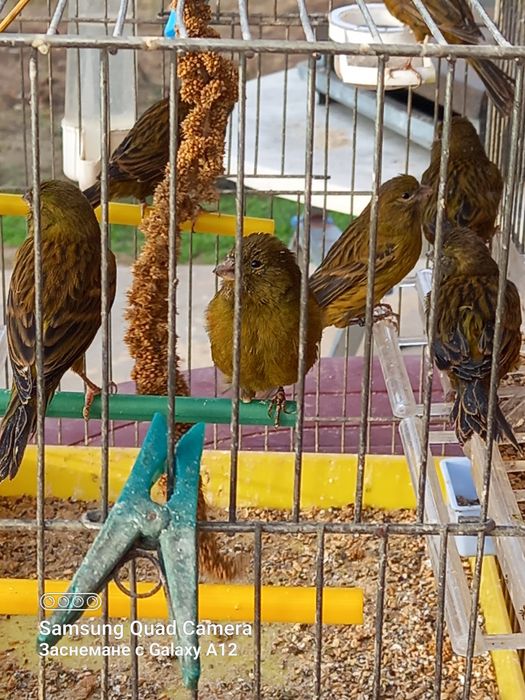 Канарчета ,млади женски птици!