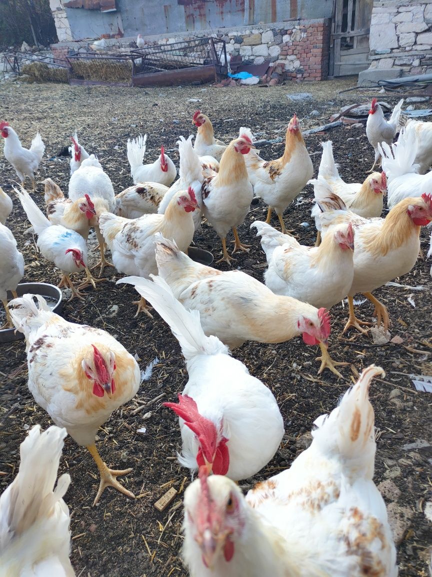 Продавам  петли легхорн