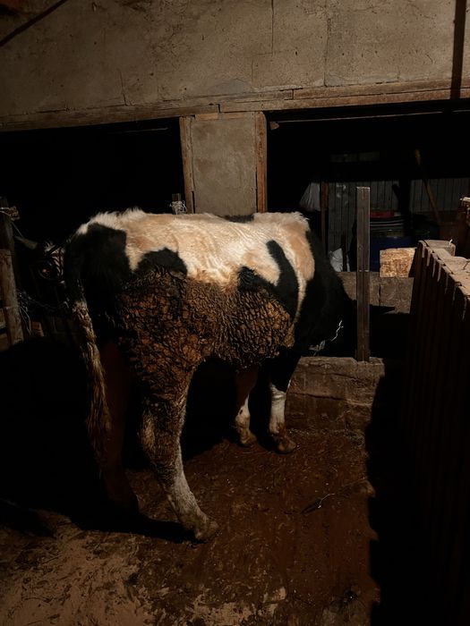 Продам бычка и телочку