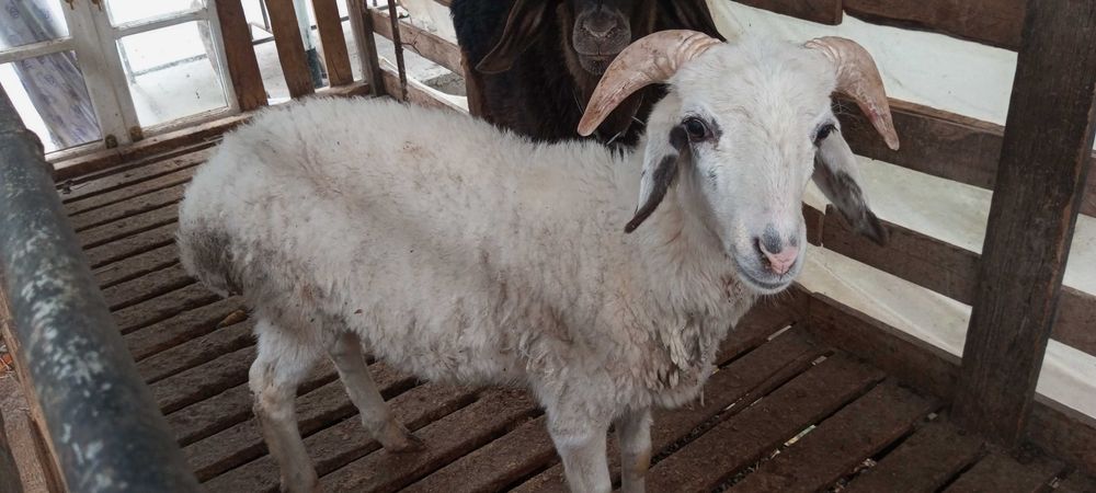 Кучкор барра сотилади