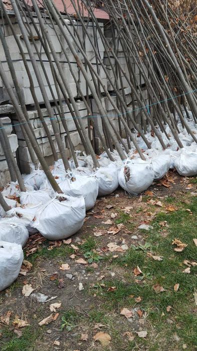 Mesteacan Alb Betula