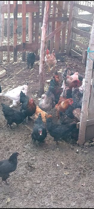 Vand gaini si cocosi