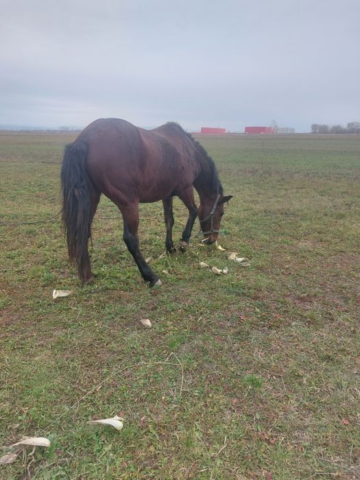 Vand sau schip cu mai mare