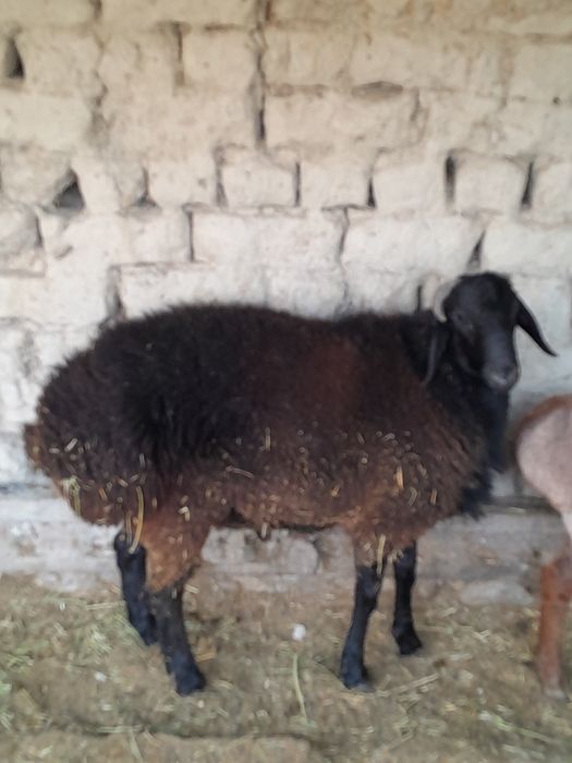 Кучкорлар сотилади