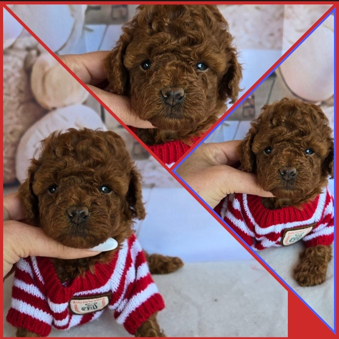 Пудел тийкъп c Родословие Poodle той Момиче