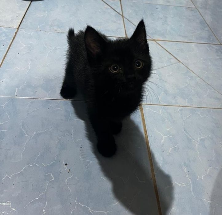 Отдам котёнка в добрые и заботливые руки.