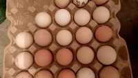 Яйца инкубационные    несушки