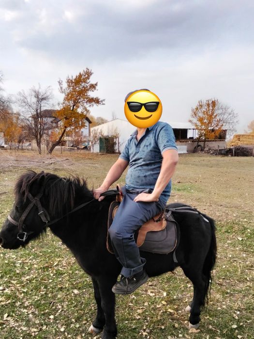 Пони, продам пони