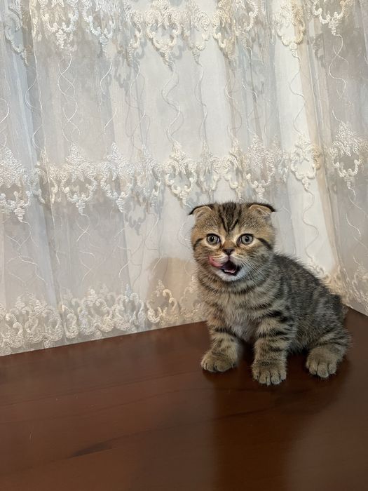 Котята скоттиш фолд и страйт