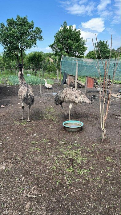 Disponibili struți nandu, emu și struți negrii africani