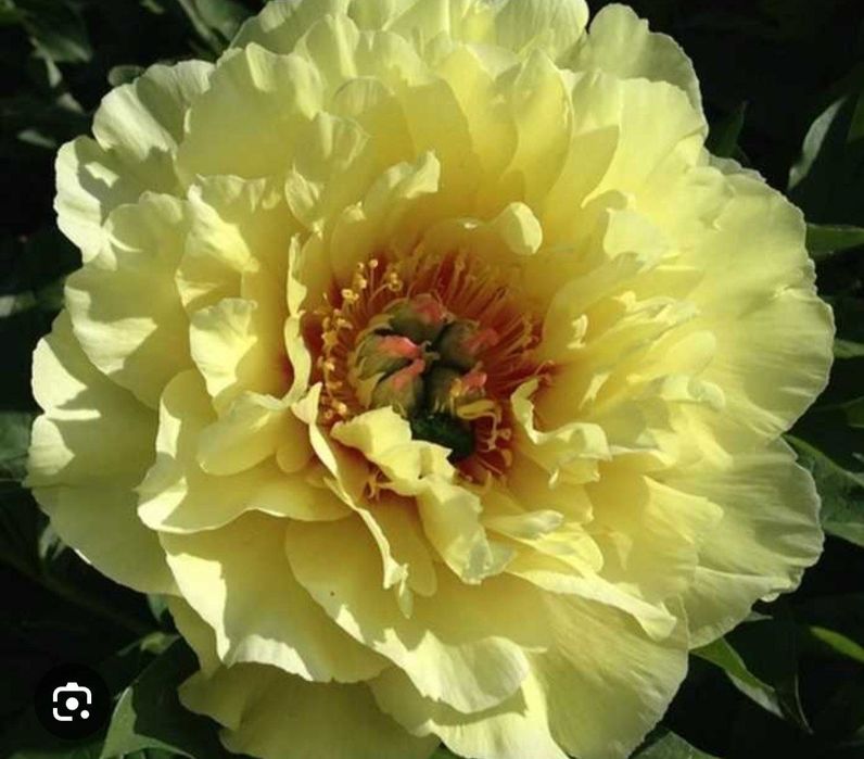 Ито пион Гарден трежер