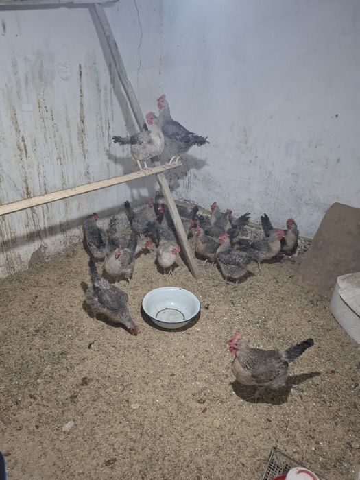 Куры Борковская барвиста