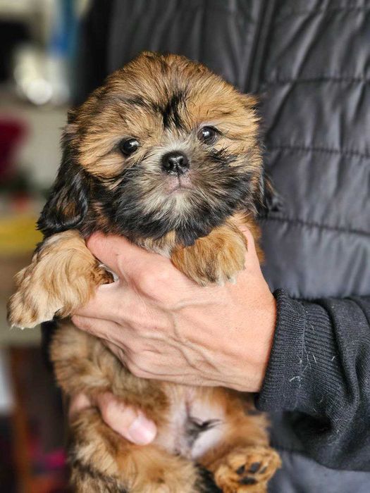 Cățeluș Shih Tzu în vârstă de 2,5 luni