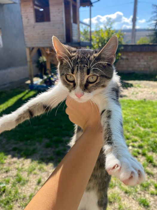 Подарявам малки котенца