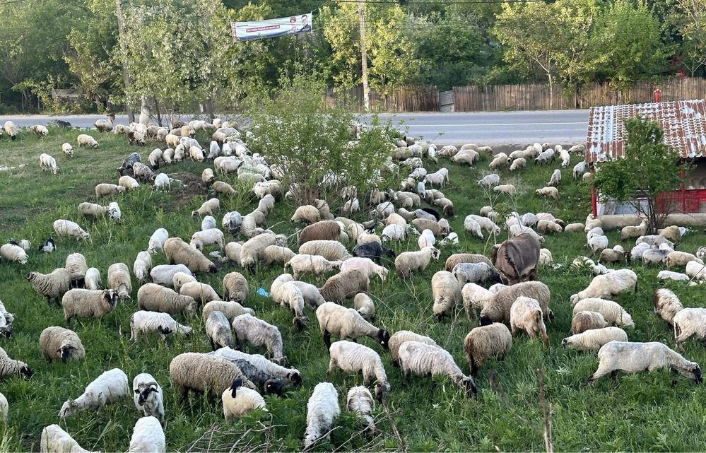 Vand oii si mie pentru sarbatorile pascale