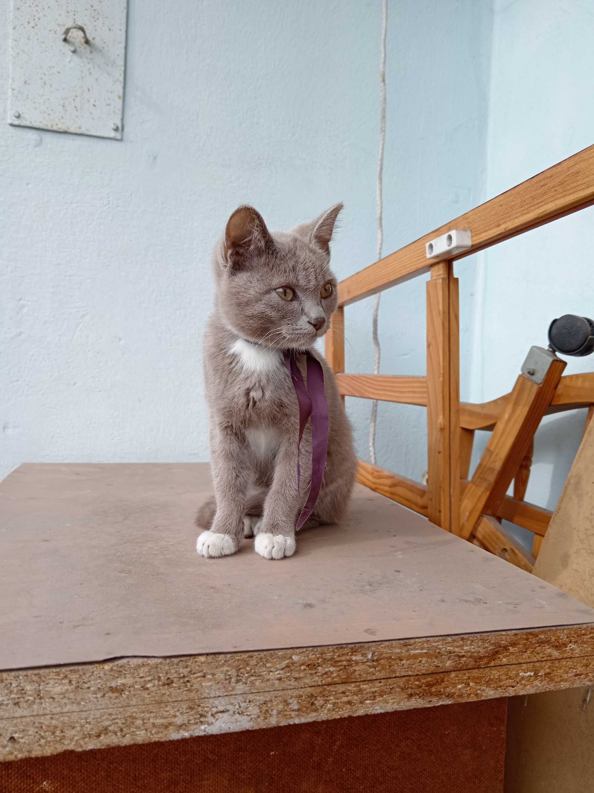 Котенок ищет дом.