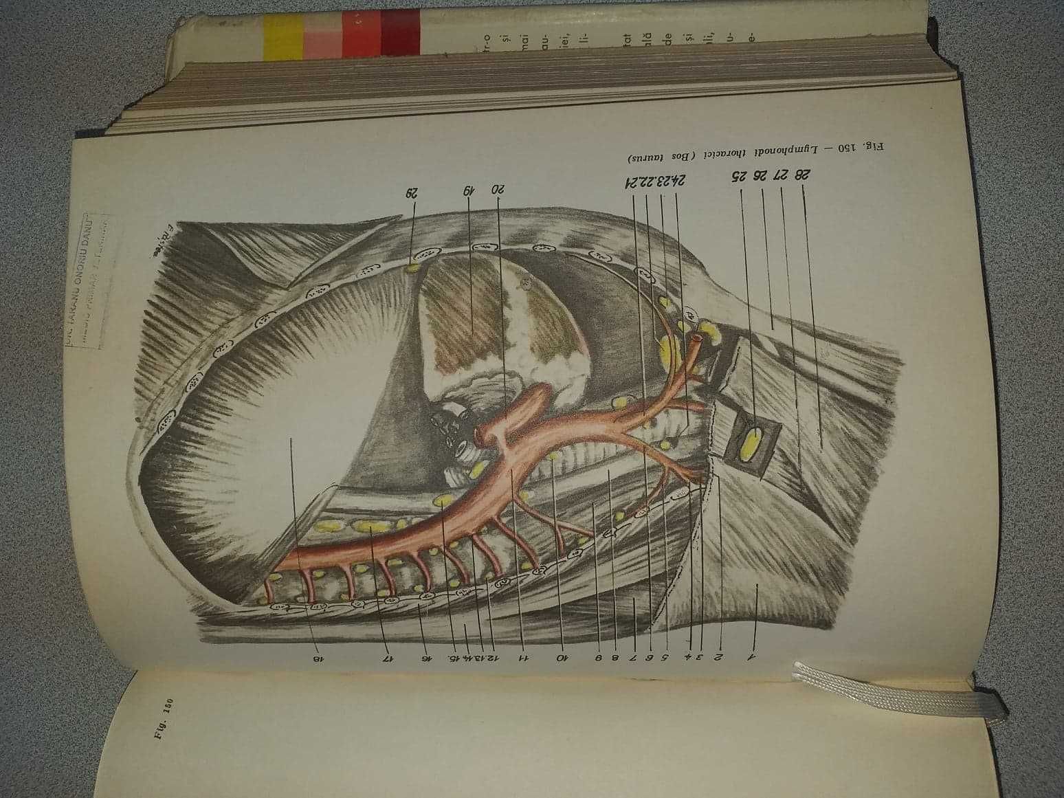 Atlas practic Anatomie Veterinara