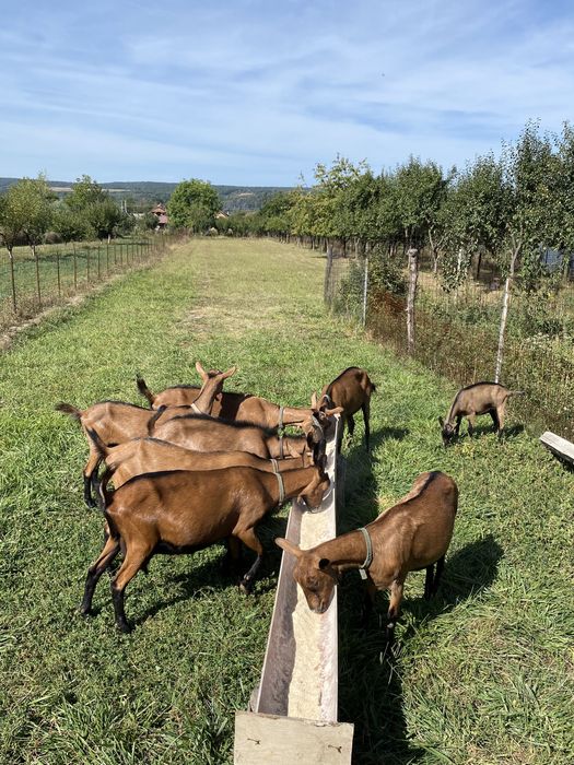 Alpine franceze de vanzare