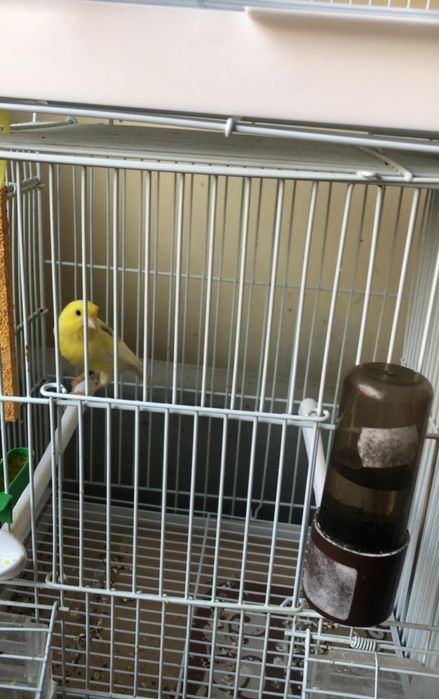 Canari Malinois waterslager
