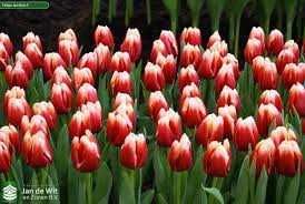 САМАЯ НИЗКАЯ ЦЕНА У НАС тюльпаны на 8 марта из теплицы оптом Тюльпан