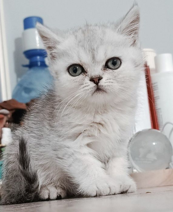 Shinshilla strayt akras tabbi