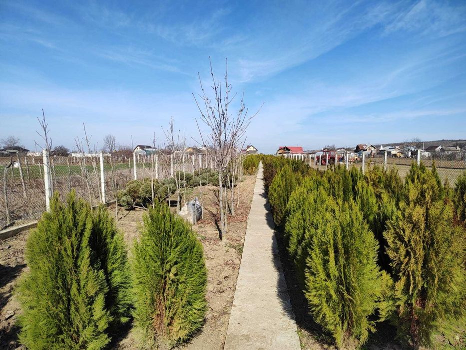 Vand teren in Mirila - 3 km de oras Bals