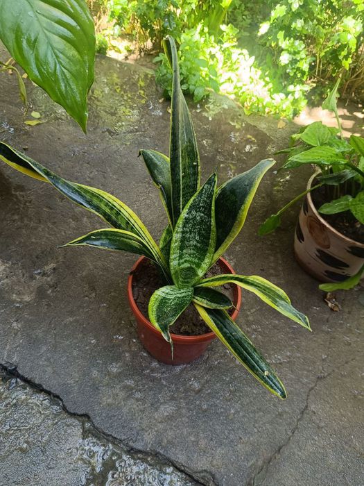 Уй ва офис учун гуллар