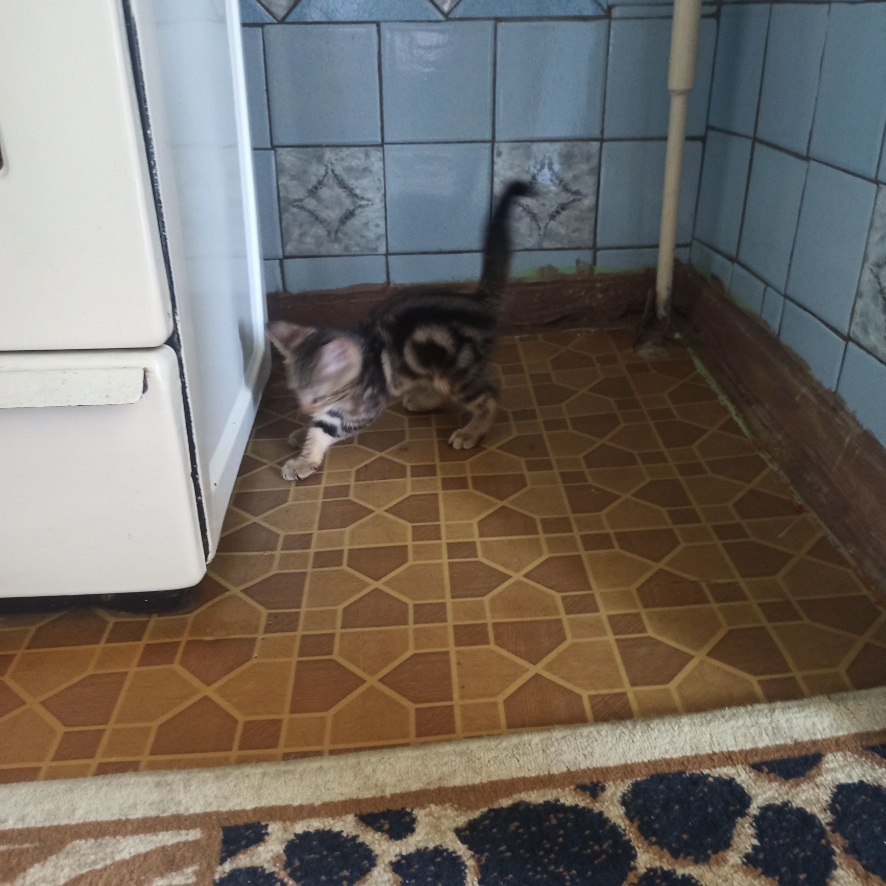 Котенок бенгальский