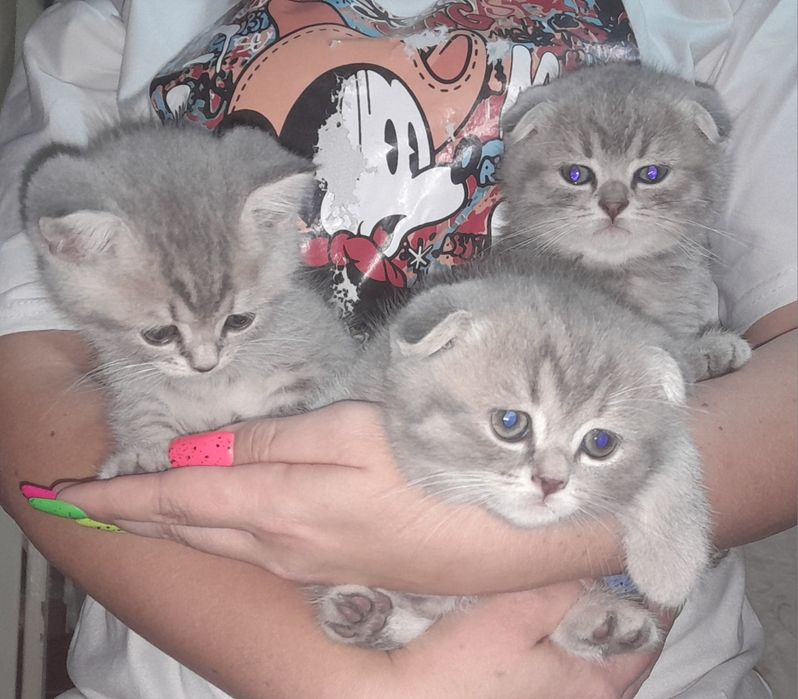 Шотландские котята
