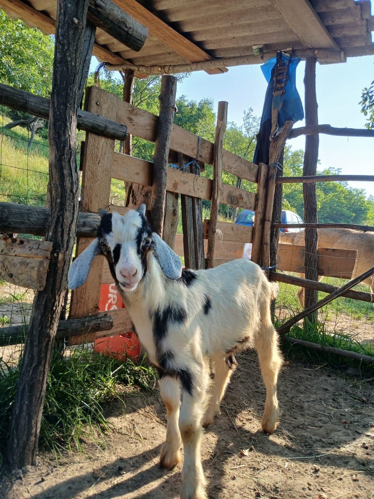 Vând țapișori de rasa