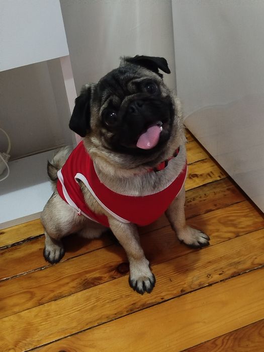 Мопс момче на 10 меца