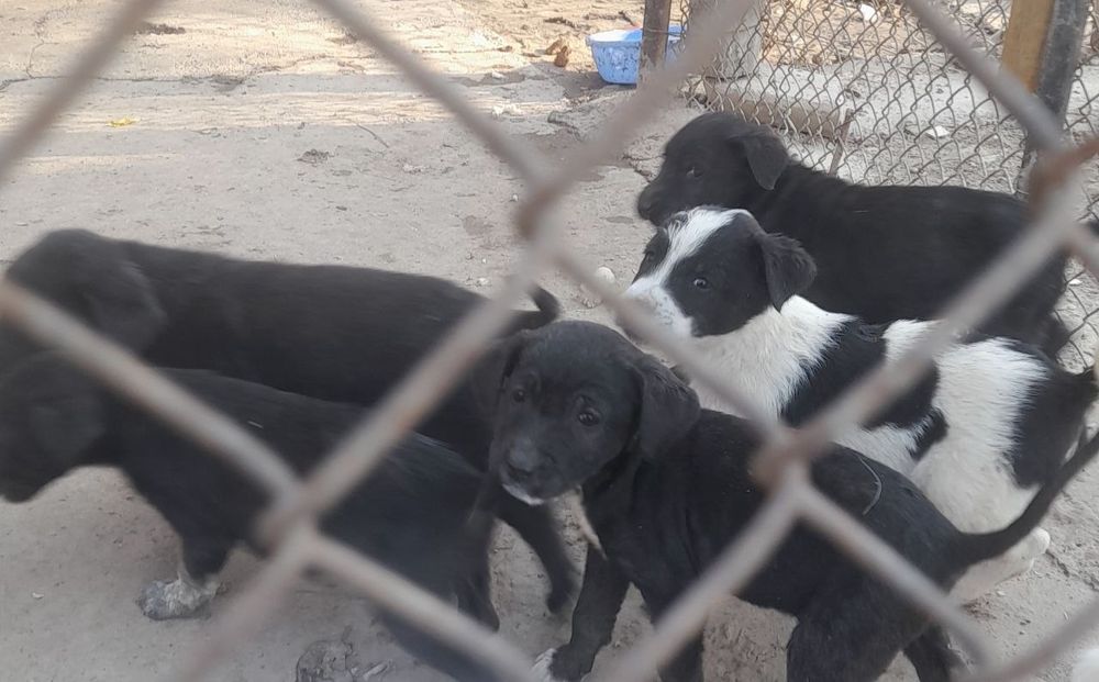 Щенки лабрадора смашаные