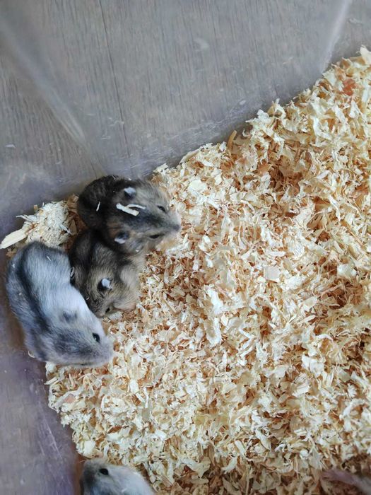 pui de hamsteri pitici