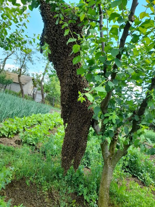 Vand miere en gross poliflora