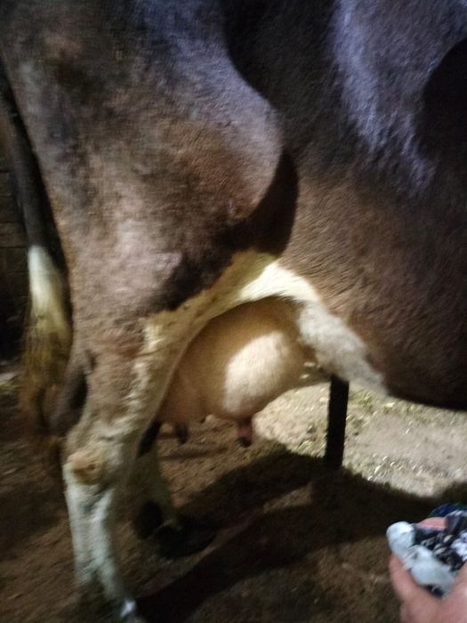 De vânzare vaca cu lapte