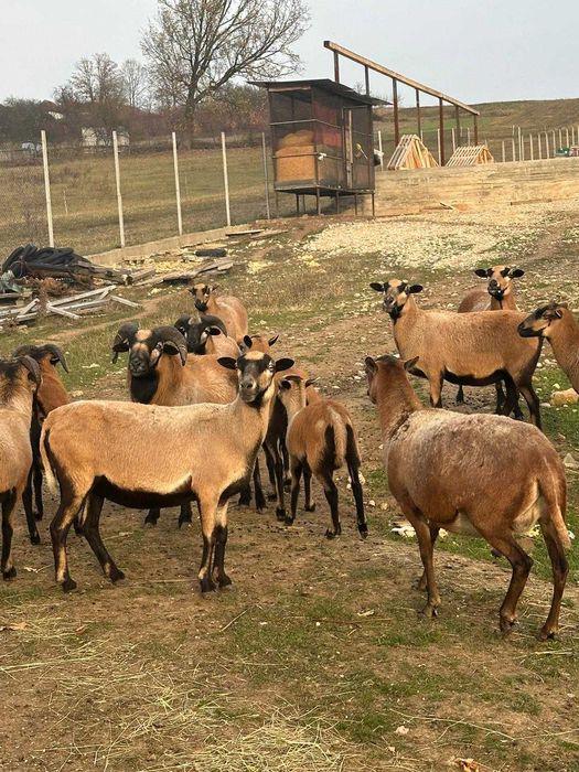 Oi de camerun de vanzare