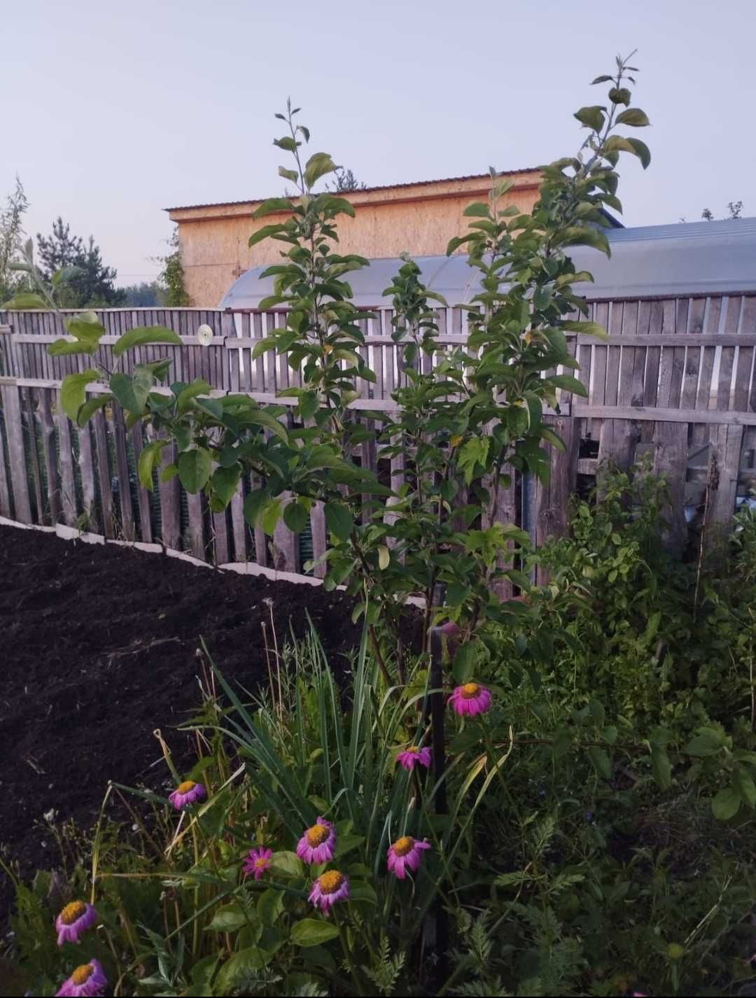 Продам дачу в обществе Борки