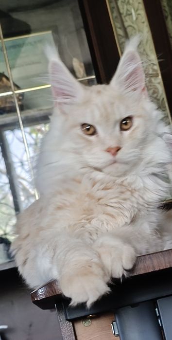 Продам Котика Мейн Кун