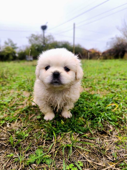 Пухкави ангелчета