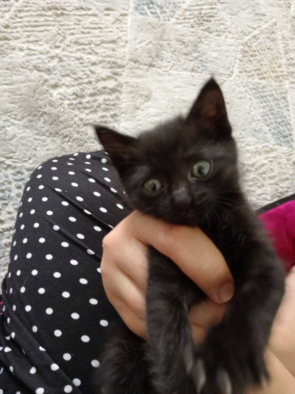 Отдаются в добрые руки котята, 2 месяца.