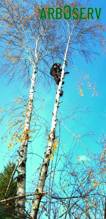 Taieri doborari si toaletari arbori copaci pomi orice dificultate